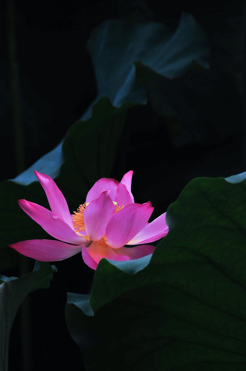 Blumen, Blätter, Lotus, Blume, Blütenblätter HD-Handy-Hintergrundbild