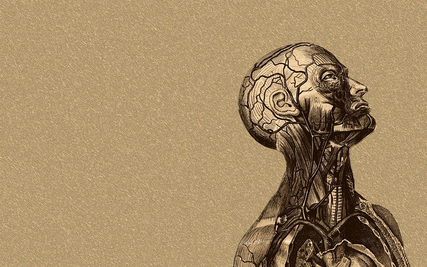 brain anatomy . Medical , Anatomy art, Human figure drawing HD wallpaper