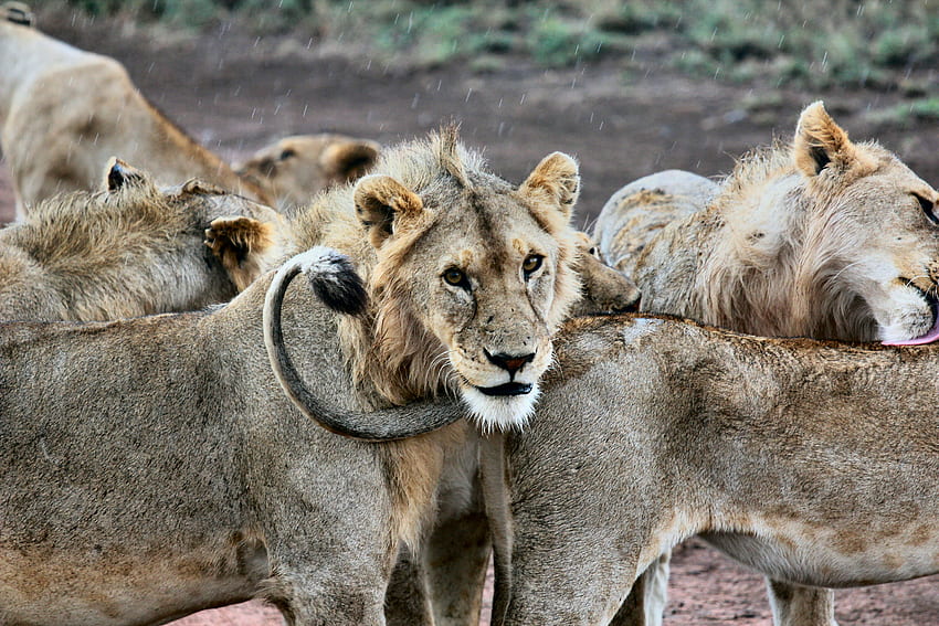 Animals, Lions, Predators, Muzzle, Lion HD wallpaper