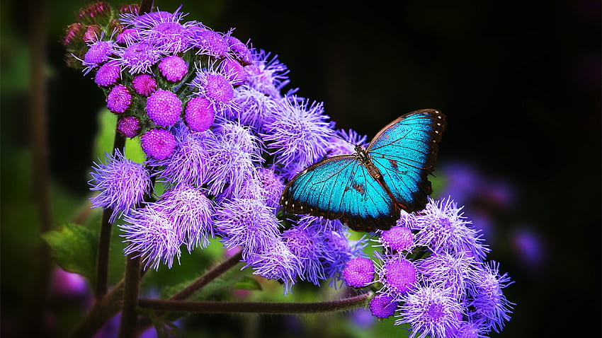 Blue Morpho Butterfly . Studio 10 HD wallpaper