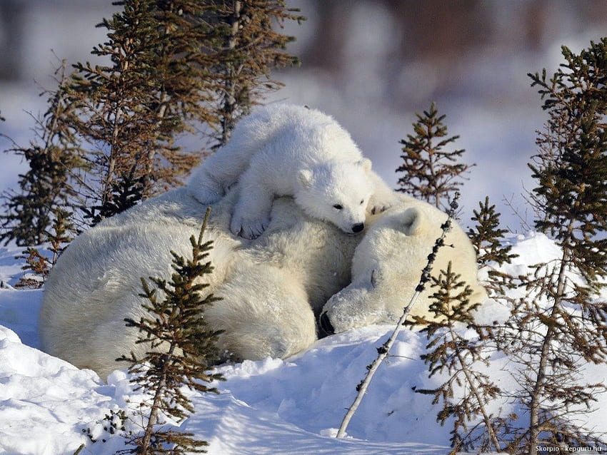 КРАСИВИЯТ СЪН НА МАМА, мечки, зима, бяло, животни, сняг, полярни мечки, дървета, арктика, лед HD тапет