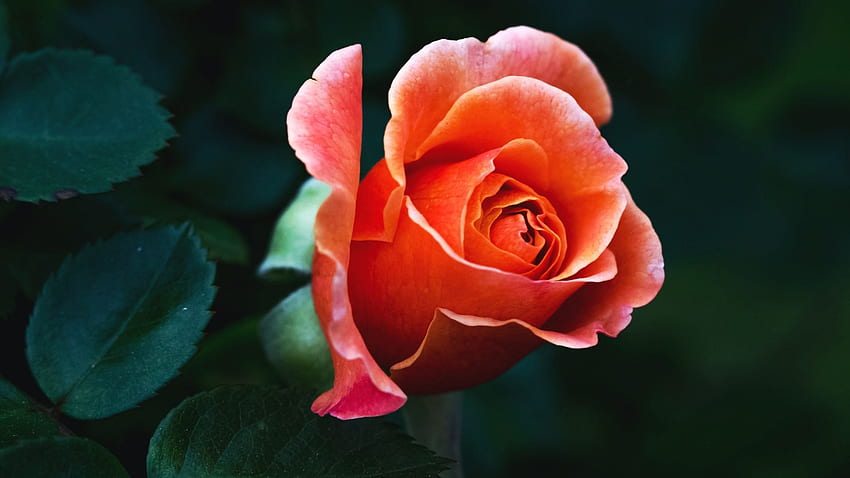 Pink Rose, garden, flower, petals, blossom HD wallpaper | Pxfuel