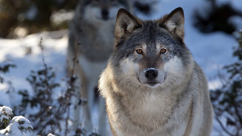 Majestic Wolf, Wolves HD wallpaper | Pxfuel