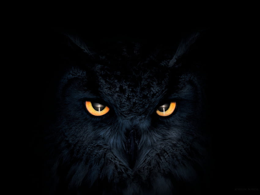 owl, dark, glowing eyes, muzzle, , , background, 8eb93e HD wallpaper