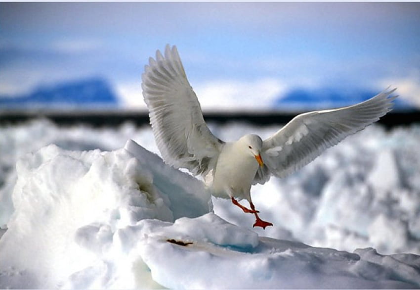 Icy Landing, gaivota, pássaro, neve, frio, pouso, gelo papel de parede HD