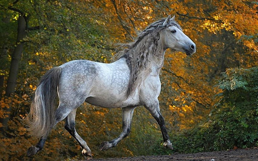 Panoramiczny koń andaluzyjski 76025, pstrokaty siwy koń Tapeta HD