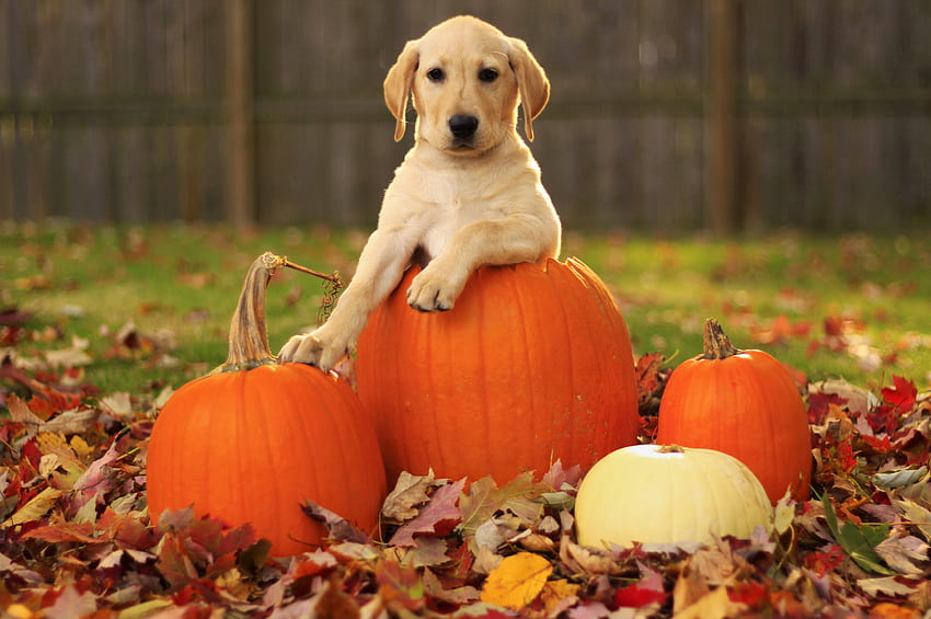 zwierzęta, jesień, liście, dynia, pies, szczeniak, labrador retriever Tapeta HD