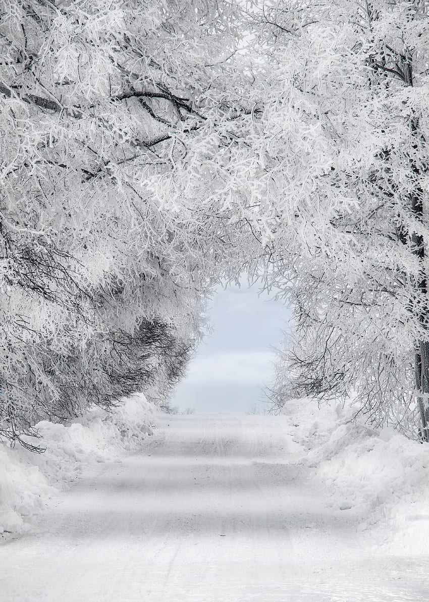Invierno, Nieve, Carretera, Bosque, Minimalismo, Sucursales, Frost, Escarcha, Arco fondo de pantalla del teléfono