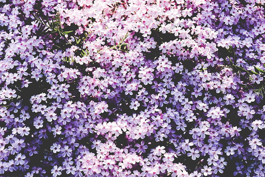 Flowers, Lilac, Glade, Polyana HD wallpaper
