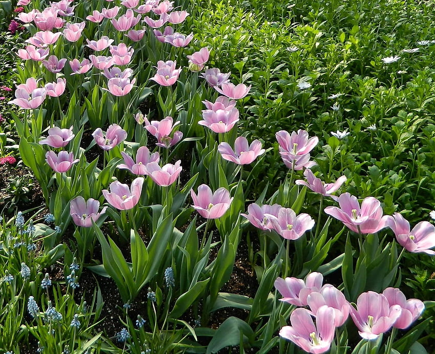 Flores, tulipanes, verdes, macizo de flores, macizo de flores, primavera, Muskari, Muscari fondo de pantalla