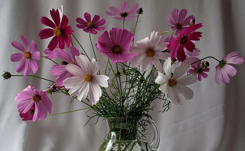 Flowers, Greens, Bouquet, Jug, Kosmeya, Cosmos HD wallpaper