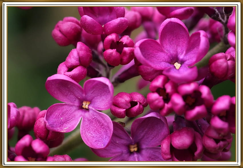 LOVELY LILACS, NATURE, LILACS, LOVELY HD wallpaper