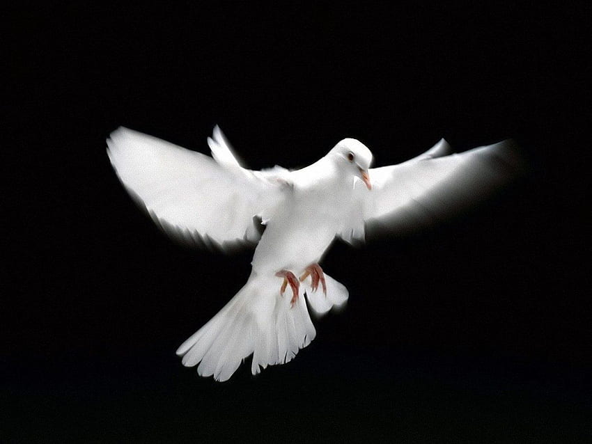 White Dove Flying , Dove & . Dove , Dove , Holy spirit HD wallpaper | Pxfuel