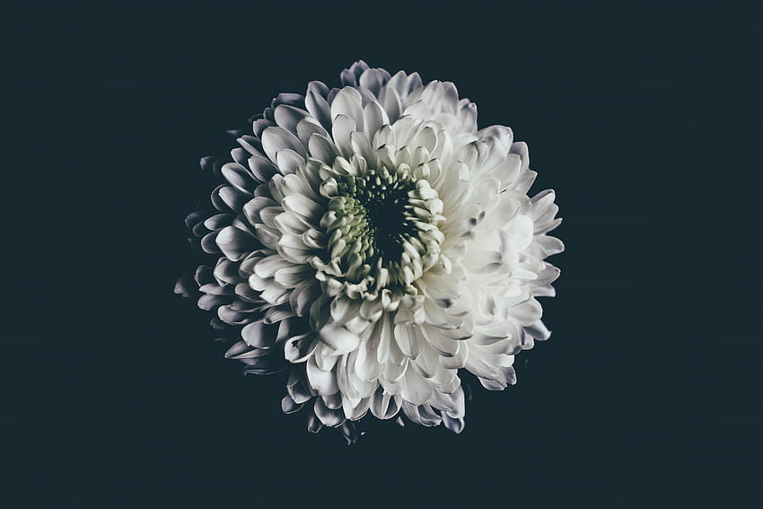 Flower, Dark, Bud, Aster HD wallpaper