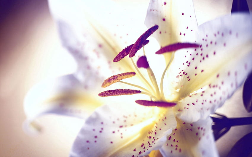 Blume, Makro, Punkte, Punkt, Lilie, Stempel, Schädlinge HD-Hintergrundbild