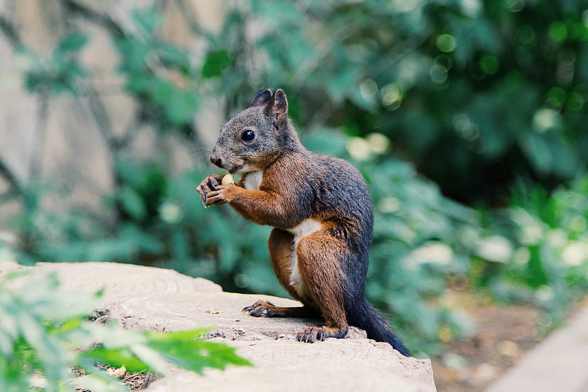 Animals, Squirrel, Food, Rodent HD wallpaper