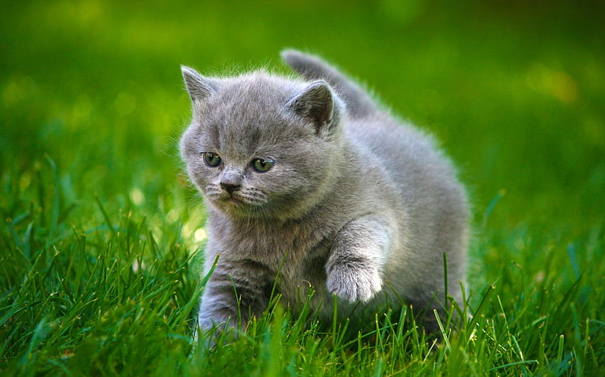 Grey Kittens Fluffy Fat Grass Animals cat kitten baby cute [] for your , Mobile & Tablet. Explore Baby Cat . Cats , Cute Kitten, Cute Gray Cats HD wallpaper