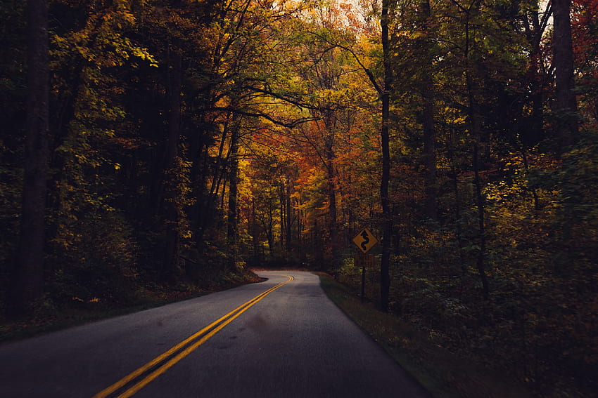 / a turn in a tree lined road in the great smoky mountains in autumn, autumn road into the mountains HD wallpaper