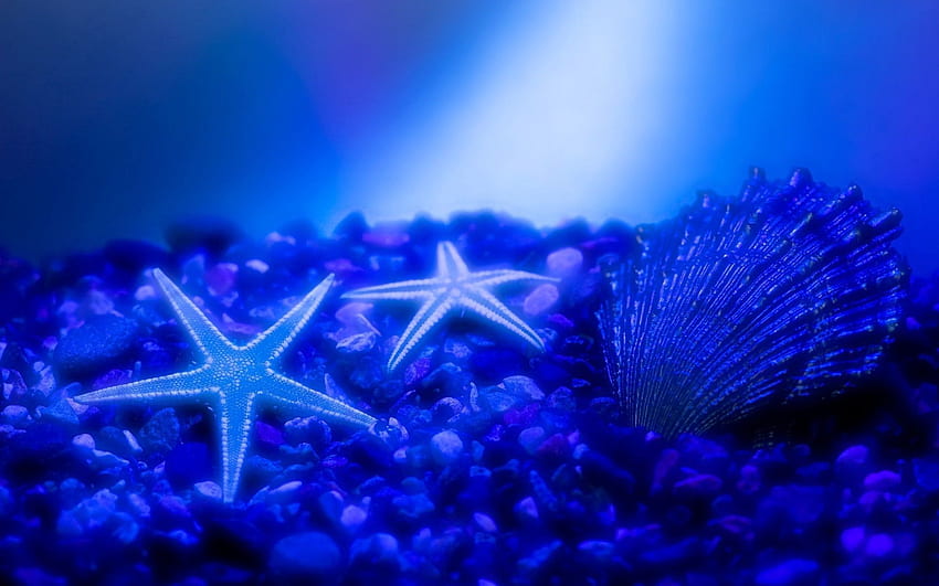 Animals, Starfish, Underwater World, Shell HD wallpaper