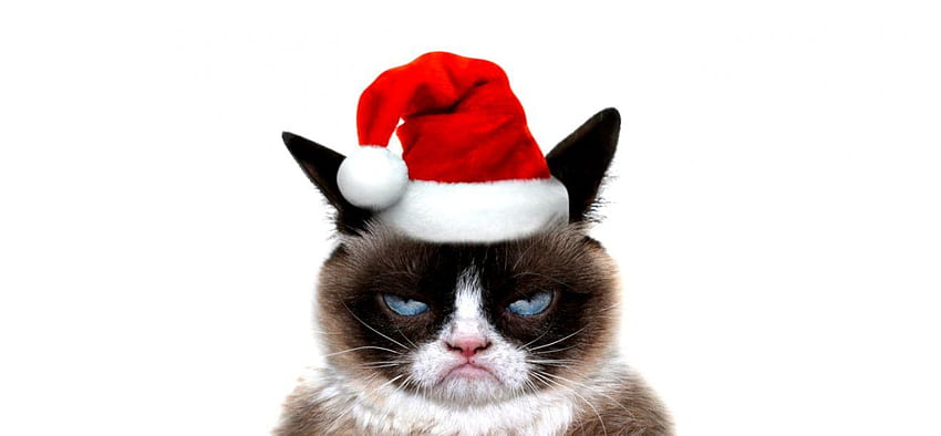 Noël de chat grincheux, Noël de chat grincheux Fond d'écran HD