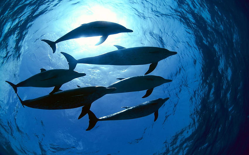 Delfines en grafía submarina [] para tu, Móvil y Tablet. Explora delfines bajo el agua. Bajo el agua , Hawái Bajo el agua , Bajo el agua fondo de pantalla