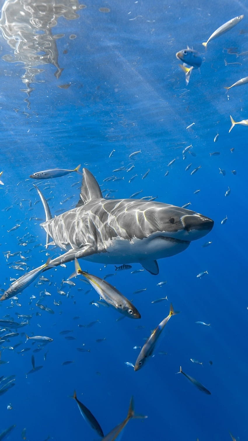 Shark iphone sea nature samsung sharks tiburones turquesa wild HD  phone wallpaper  Peakpx