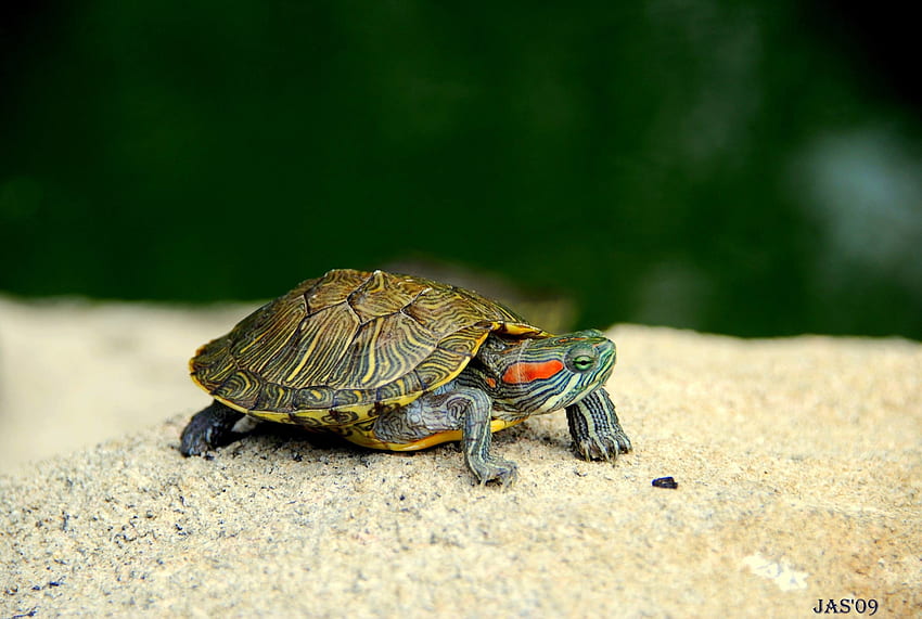 Baby Turtle, Tortoise HD wallpaper