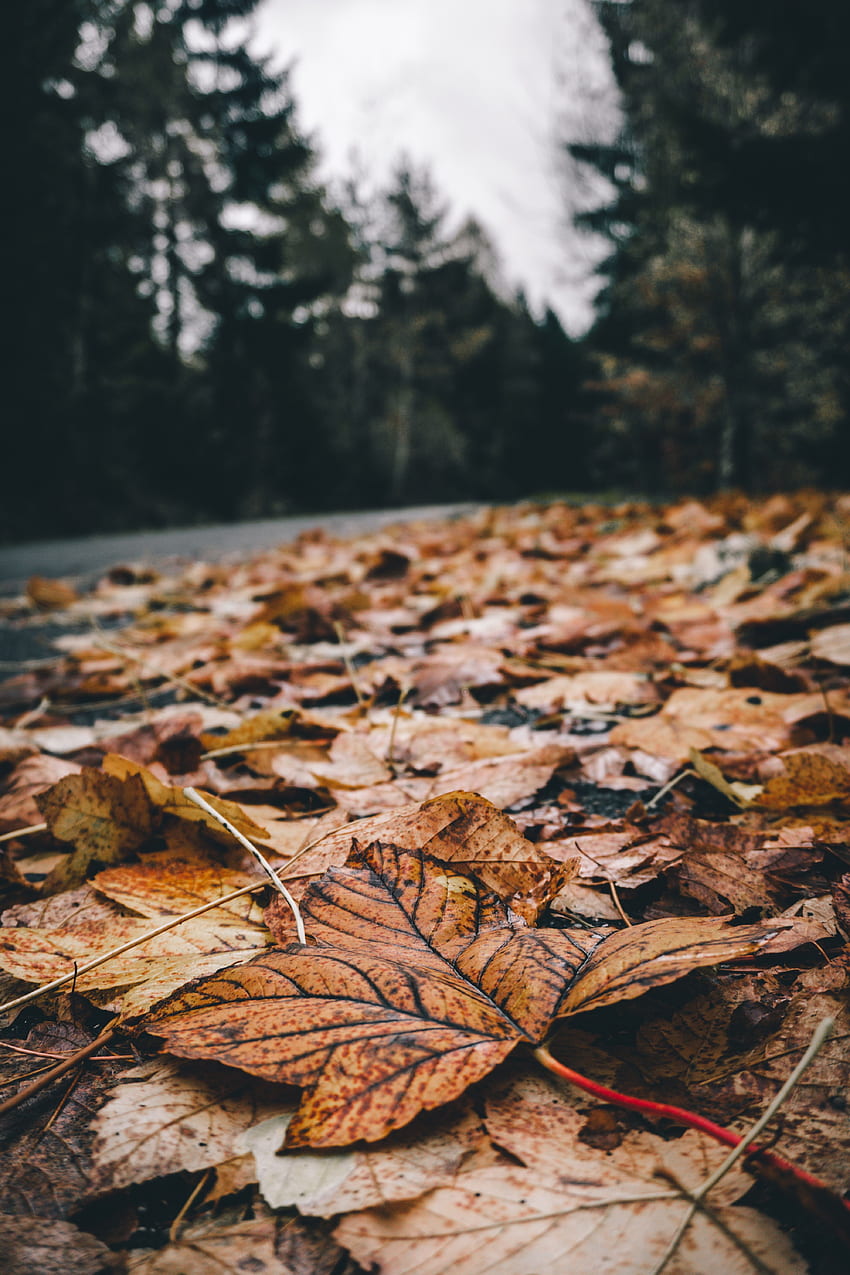 naturaleza, otoño, hojas, follaje, seco, caído fondo de pantalla del teléfono