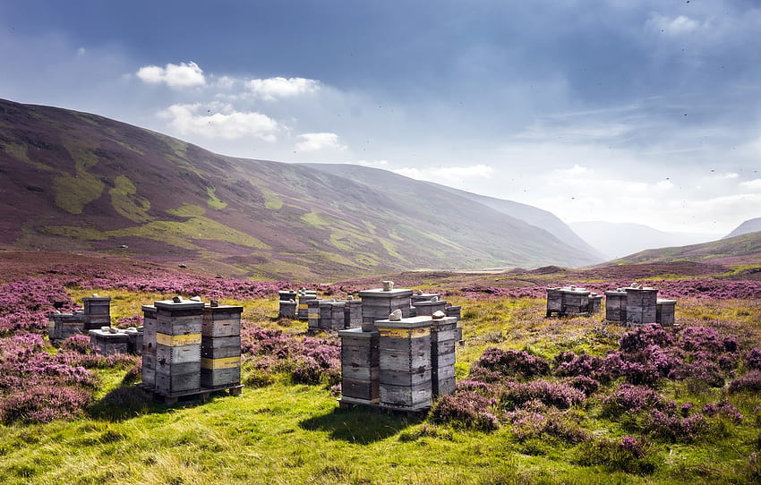nature, Scotland, United Kingdom, beehive, apiary, Auchallater for , section природа, Apiary HD wallpaper