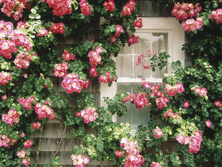 Rosen um ein Fenster, Garten, Natur, Fenster, Rosen HD-Hintergrundbild