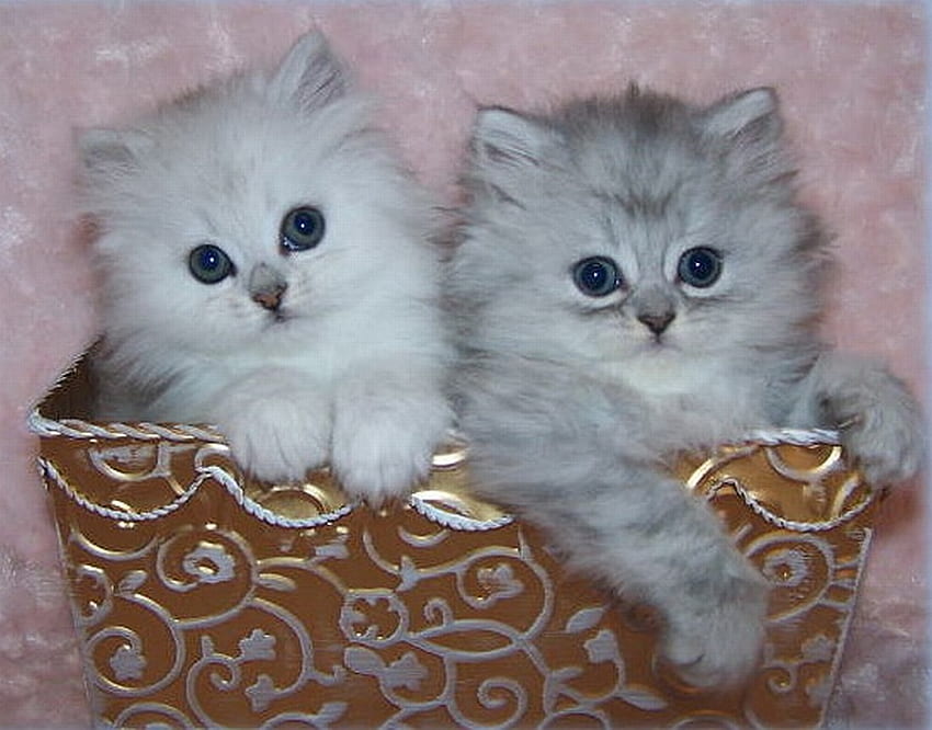 Kocięta perskie, białe, grafitowe, zwierzęta, koty, kocięta, persy Tapeta HD