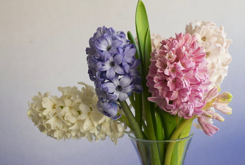 * ผักตบชวา *, ช่อดอกไม้, ธรรมชาติ, ดอกไม้, ดอกไม้ วอลล์เปเปอร์ HD