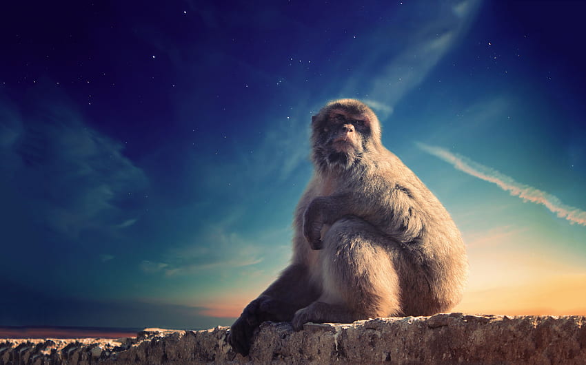 Animals, Monkey, Wildlife, Animal, Is Sitting, Sits, Primate, Conceived, Put-Up HD wallpaper
