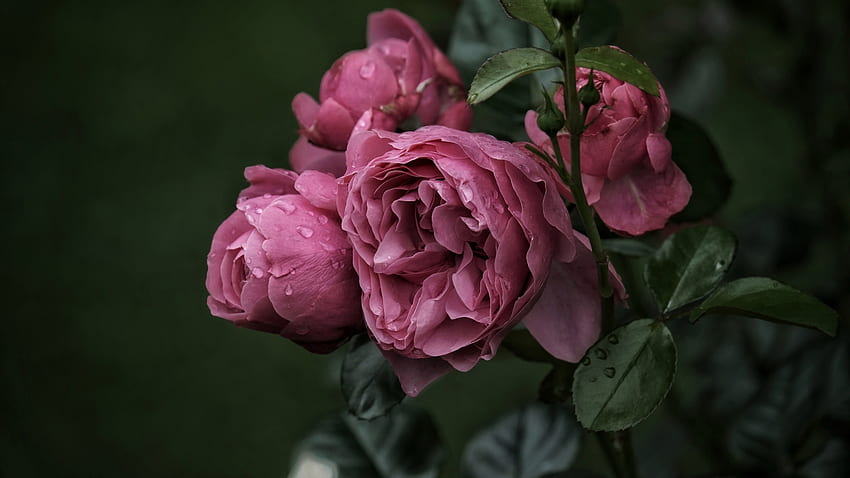 rosa, naturaleza, árbol, flor fondo de pantalla