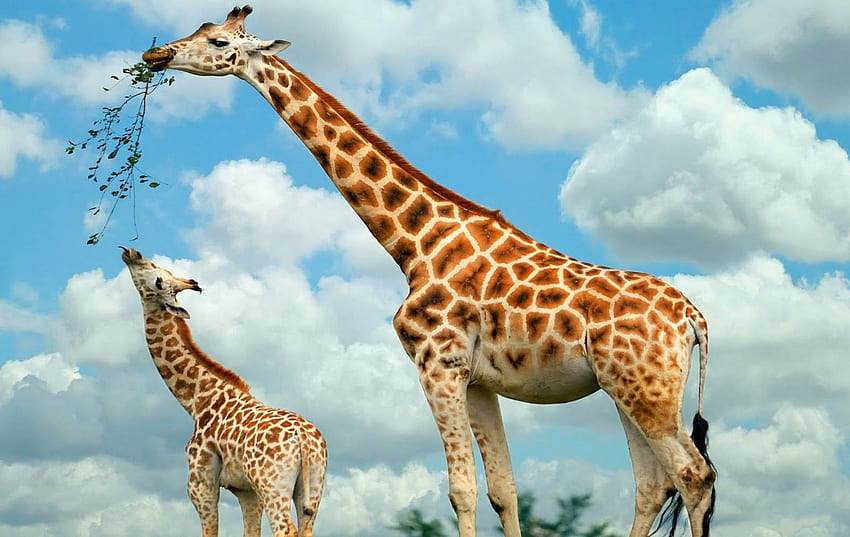 Giraffe Achtergronden Dieren Giraffe - Baby, Cool Giraffe HD wallpaper