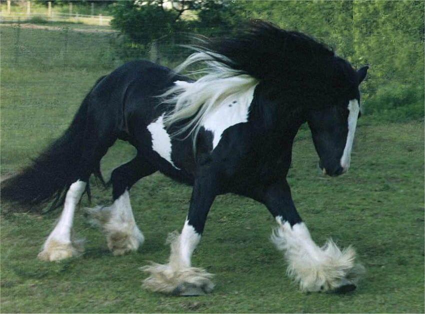 Gypsy Vanner Horse 19328 HD wallpaper | Pxfuel