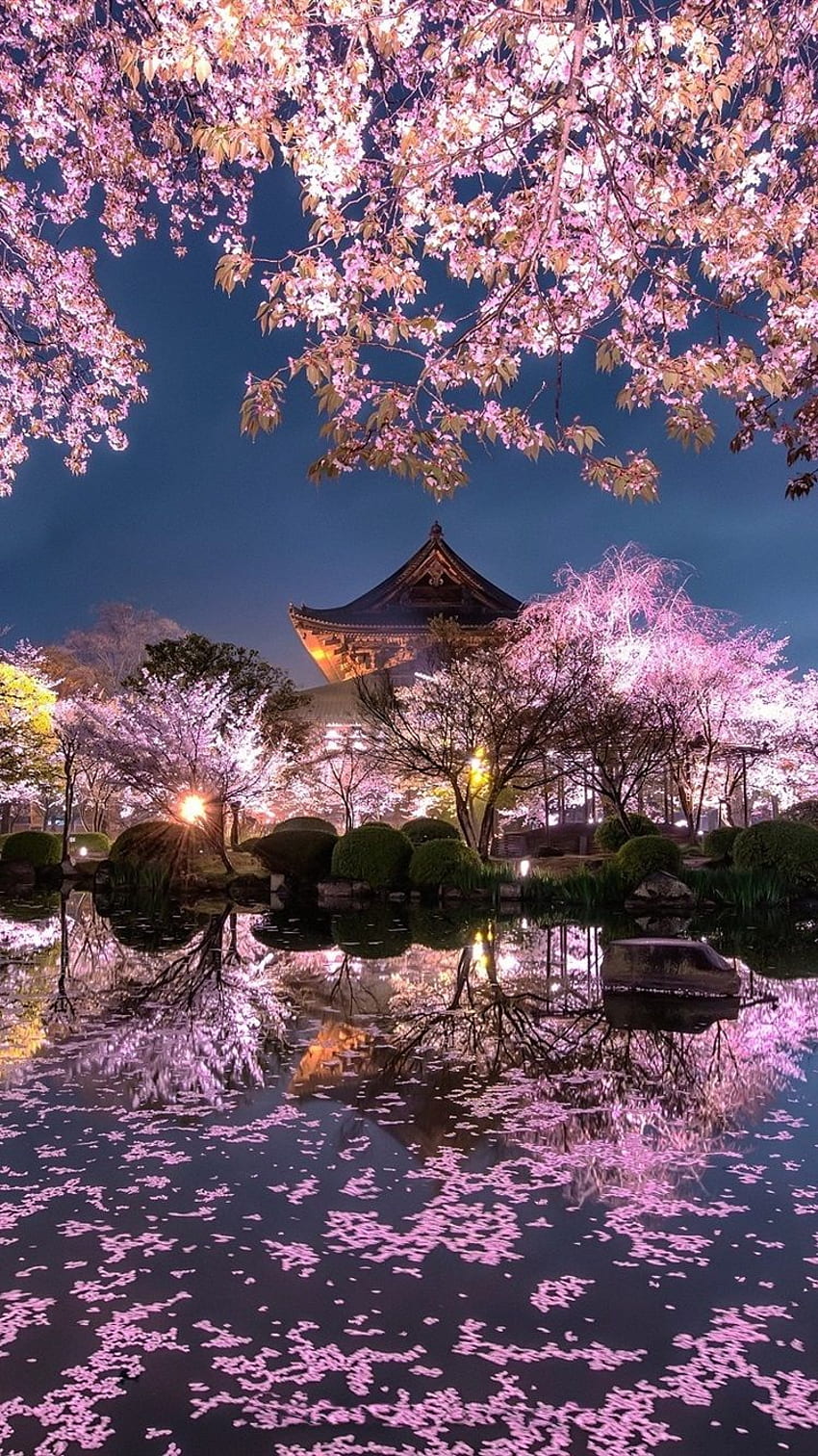 Japan, sakura, trees, pink flowers, night, pond, Japanese Flowers HD phone wallpaper