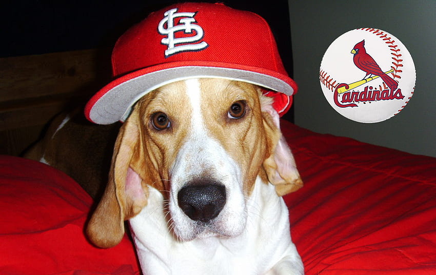 Cardinal Dog, dog, basett hound, cardinals HD wallpaper