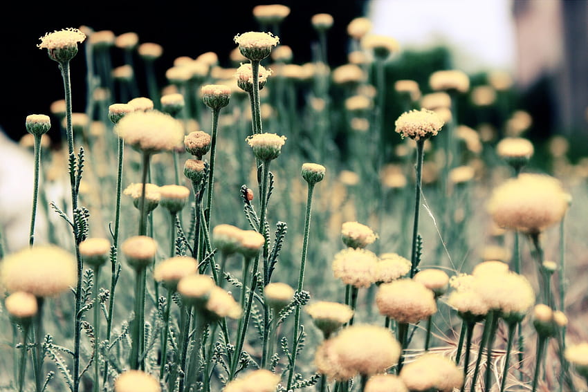 Flowers, Grass, Blur, Smooth, Field HD wallpaper