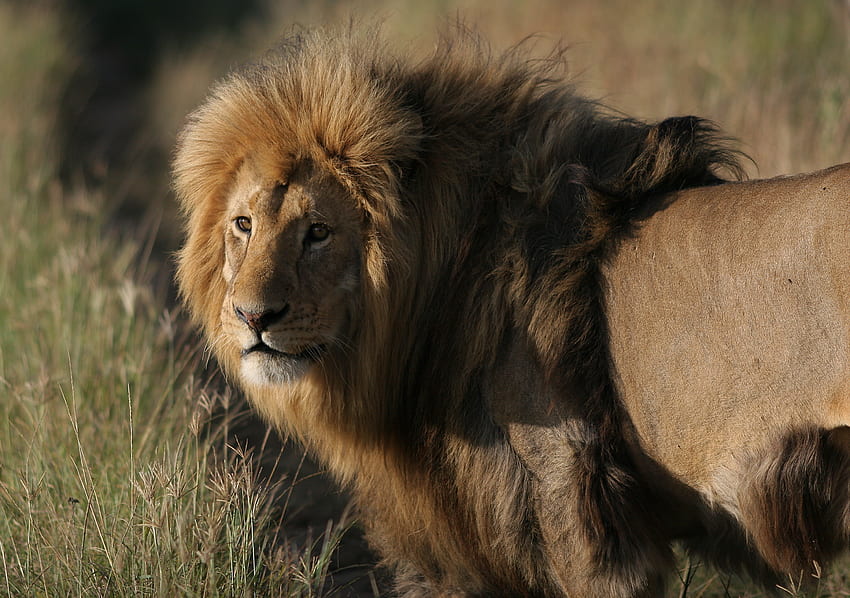 Animals, Lion, Predator, Big Cat, Mane, King Of Beasts, King Of The Beasts HD wallpaper