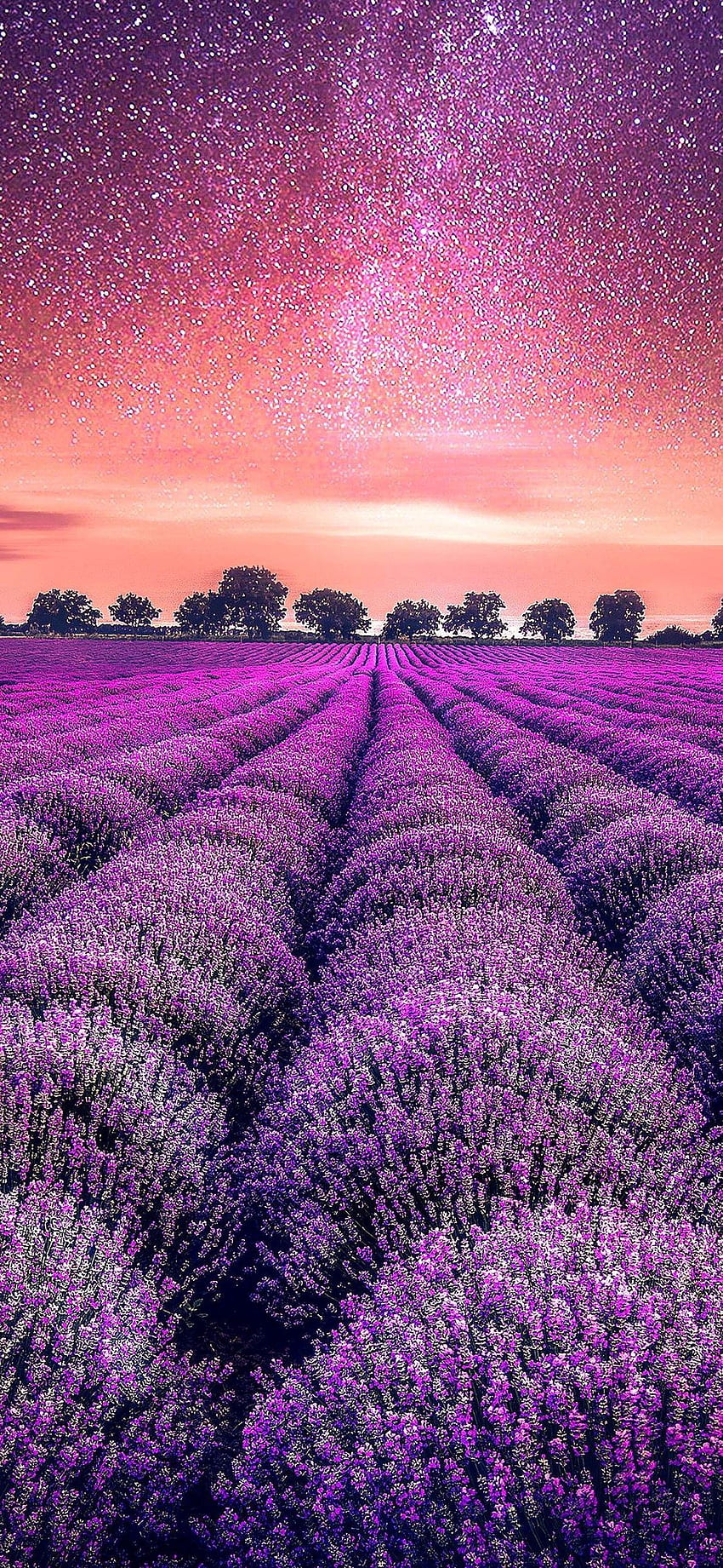 iPhone X Lavender field starry sky . Sky , Starry sky, Lavender fields HD phone wallpaper