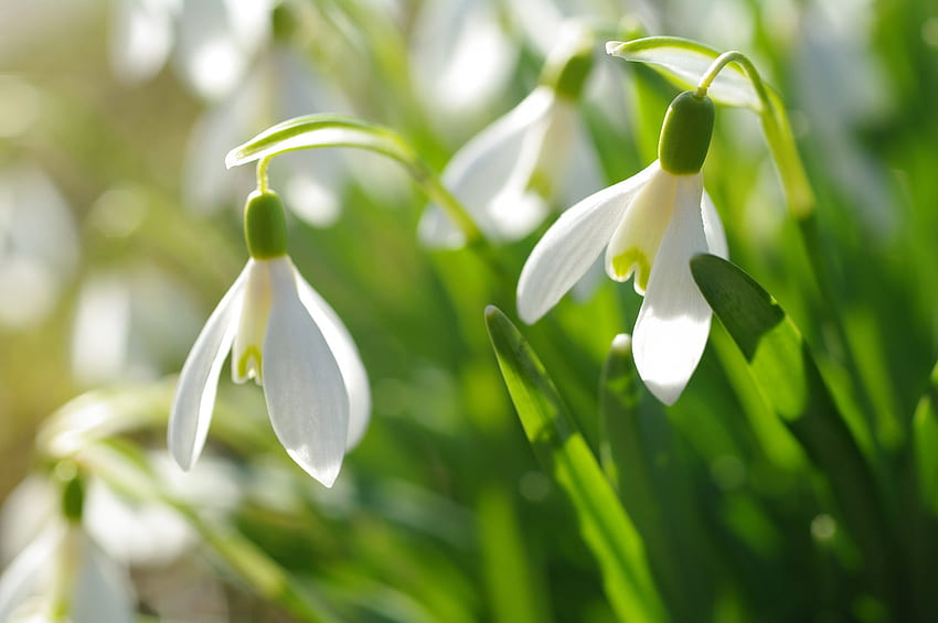 campanillas de invierno, blanco, flor, verde, primavera fondo de pantalla