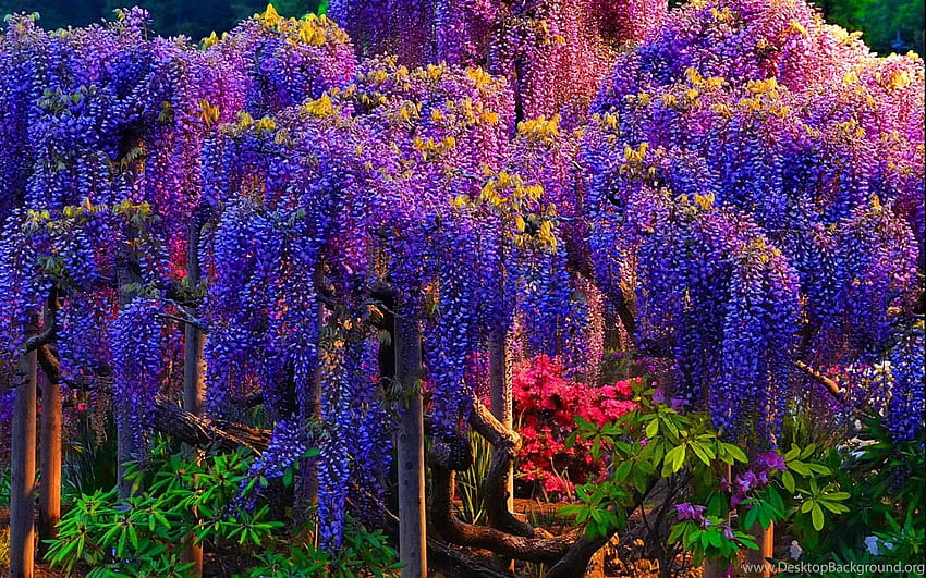 Ashikaga Flower Park Inside the Great Wisteria Festival 2023 Access   Best Time to Visit  LIVE JAPAN travel guide