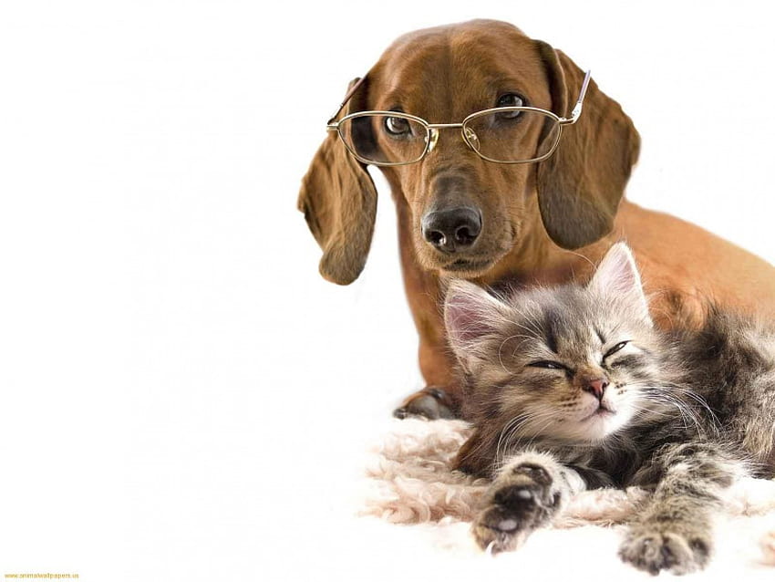Cat and kitten, animal, dog, kitten, puppy, cat, feline, pet HD wallpaper