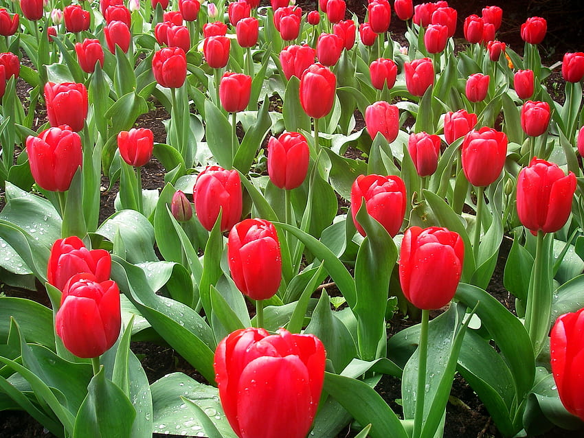 Kwiaty, Tulipany, Krople, Klomb, Kwietnik, Świeżość, Wiosna Tapeta HD