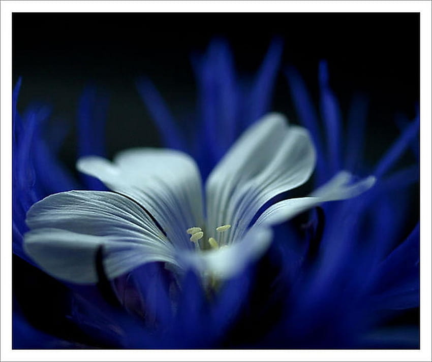 Lily putih, biru, putih, abstrak, kelopak, lily Wallpaper HD