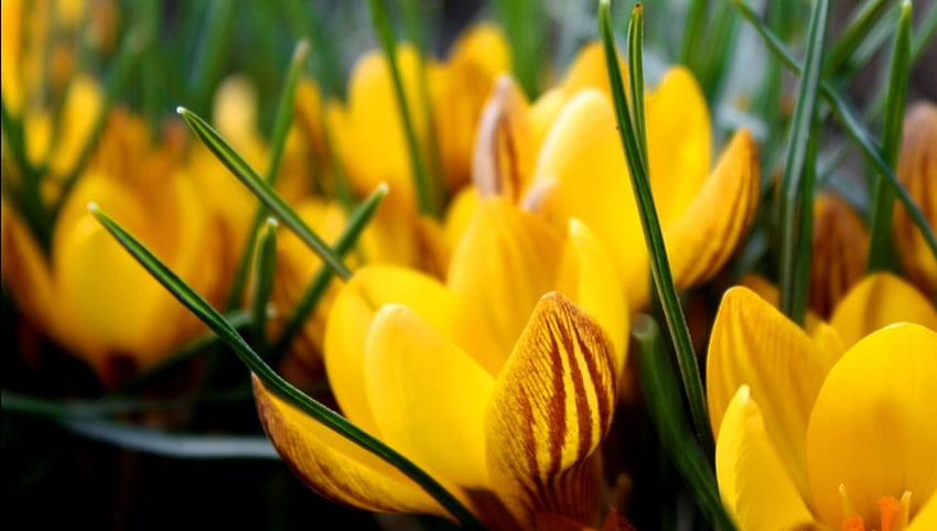 crocuses, flowers, spring, yellow HD wallpaper