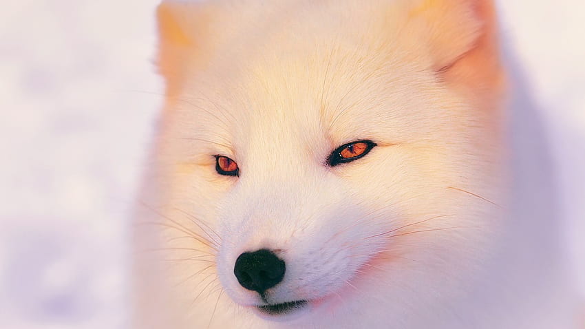 Artic-Fox, Zorro, blanco, Animal, Artic fondo de pantalla