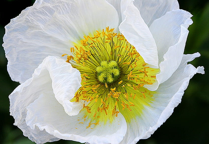 poppy, white, pure, flower HD wallpaper