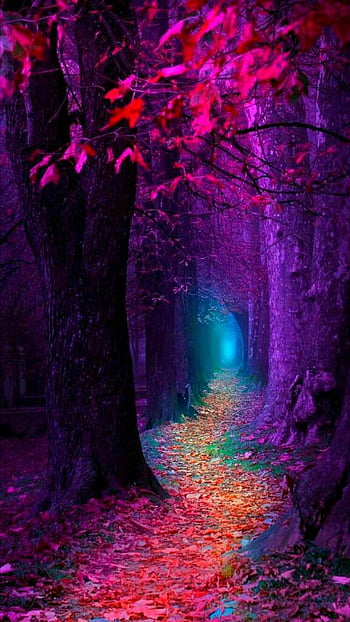 Enchanted Forest Desktop Wallpaper 78 images